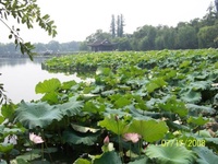 ���պ����á�������-�й�����