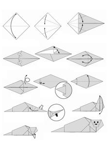 ����-��ֽ��ѧ