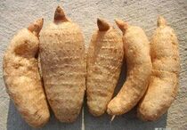 ������ֲ����