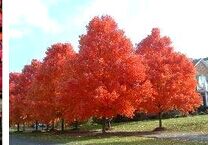 ���������ֲ����