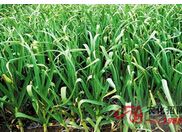 ������ֲ������Ƶ