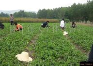 ������ֲ������Ƶ