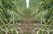 ������ֲ������Ƶ