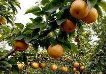 ���������ֲ����