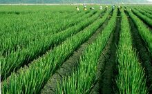 �����ֲ����