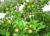 �Ͳ�����ֲ����