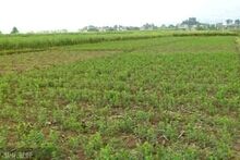 �۹���ֲ����