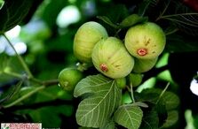 �޻��������༼��