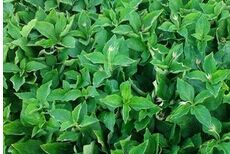 ̫�Ӳ����༼��