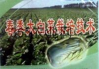 ������ײ����༼��