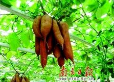 ������ֲ����