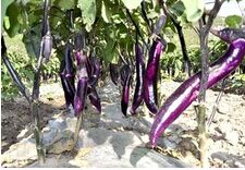 ���Ӹ߲���Ч���༼��