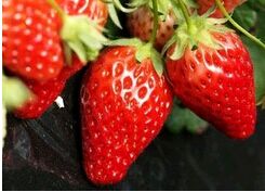 ��ݮ�Ѷ�����췱���߲����༼��