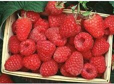 ��ݮ������༼��