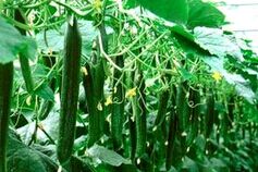 ��ƹ���ֲ����