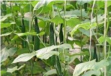 �ƹ�ʮ����ֱ�巨�޽Ӽ���