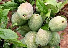 ��ɽľ�ϼ޽���ֲ����