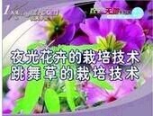 ҹ�⻨�ܵ�����