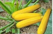 ��Ƥ����«�����༼��