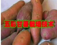 ��ʸ������༼����Ƶ