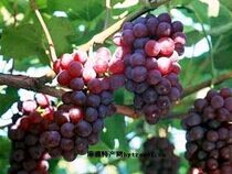 �޺�ľ�ɸ�������ֲ����