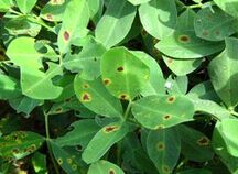 ������������Ƶ