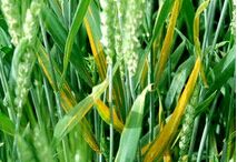 С���ƿݲ��ķ���