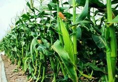 �࿹�������ӽ���ֲ����