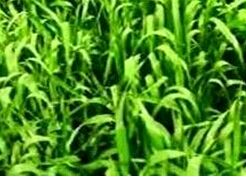 ����һ��С����ֲ����