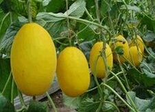 ��Ƥ���������ֲ������Ƶ