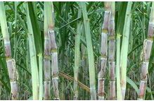 ��������߲���ֲ����