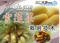 ѩ������ֲ����