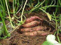 ��ɫ��������ֲ����