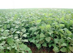 ѩ������ֲʮ�󳣼�����