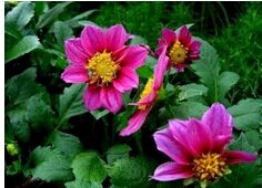 С������ֲ����