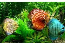 �߲���������ֳ����