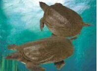 �����޹�����ֳ�͹���