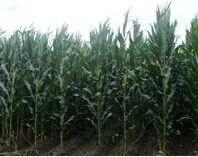 ����ԭ�ϵ�����