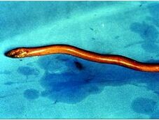 �����Ĳ�������