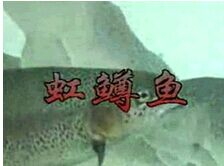 ������Ʒ�ֽ���