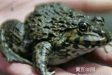 ʯ���˹���ֳ����