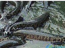 �����˹����缼��