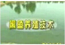 ������ֳ������Ƶ