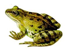 ����ţ����ֳ����