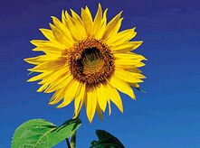 ֲ����������������-����ũҵ��ѧ������