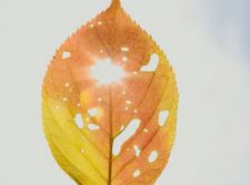 ��̬ѧ������δ��-ɽ����ѧ������